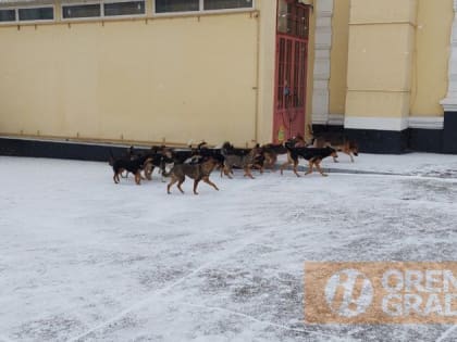 Администрация Оренбурга прокомментировала ситуацию с бродячими собаками