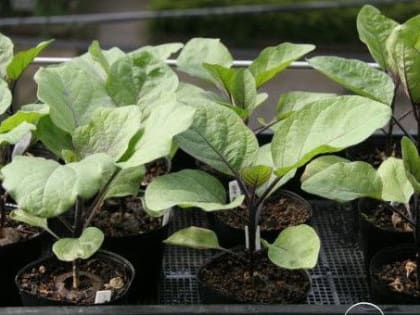 В конце мая на рынках Оренбурга подорожала рассада