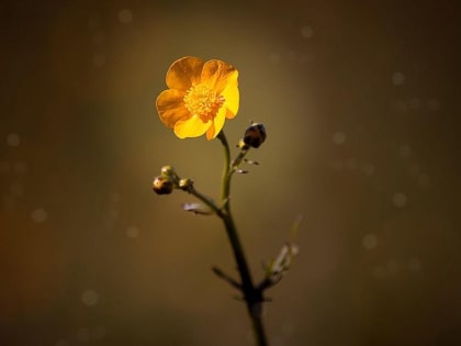 Елисеев день: что можно и нельзя делать 27 июня