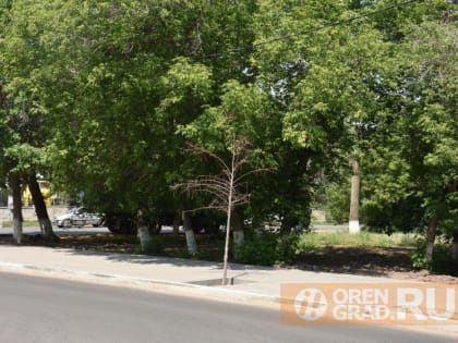 В Оренбурге в новом сквере на месте вырубленных деревьев посадили цветы