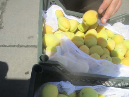 В Оренбуржье из Узбекистана с абрикосами могли завезти крайне опасное насекомое