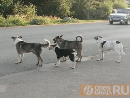 В Оренбурге на отлов бродячих собак выделили 4 миллиона рублей