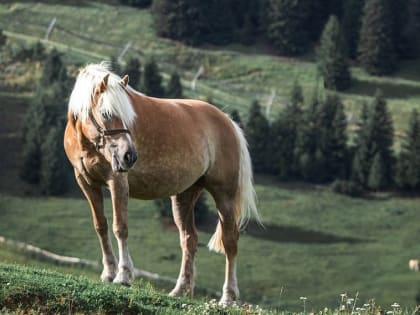 День святой Анны: что можно и нельзя делать 7 августа