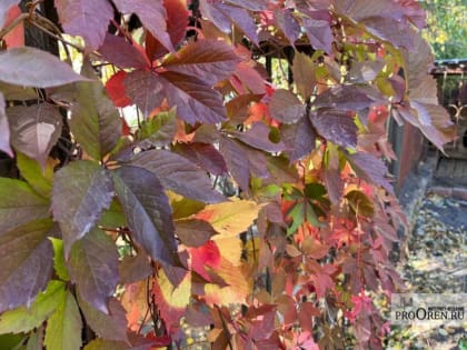 Погода в регионе: ожидаются заморозки и потепление