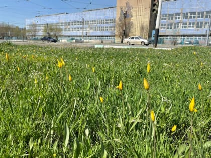 Орчан просят не рвать краснокнижные тюльпаны Шренка