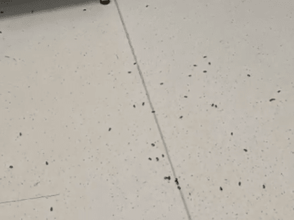 Нашествие насекомых: областная инфекционная больница прокомментировала инцидент