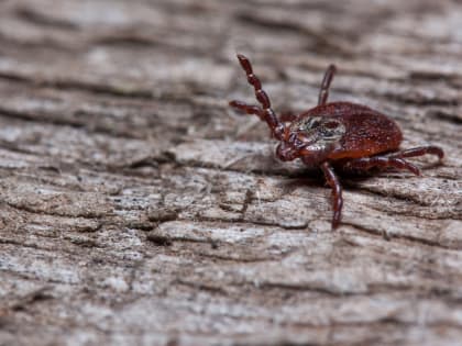 В Оренбуржье открыли горячую линию по клещевому энцефалиту
