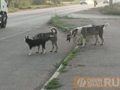 Свора собак напала на женщину в Оренбурге возле общества слепых