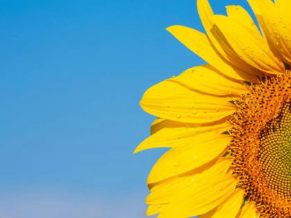 Пантелеймонов день: что можно и нельзя делать 9 августа