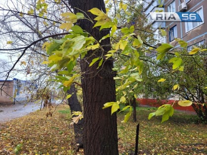 В Оренбургской области днем 8 ноября прогнозируют дождь, ветер и до +10 градусов