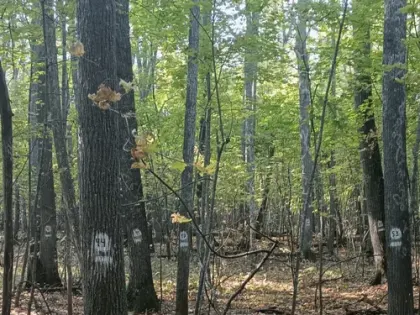 Подведены итоги государственного лесопатологического мониторинга за 2024 год