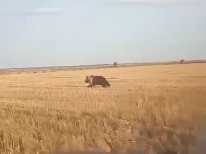 По Оренбургу пробежался прыткий заяц