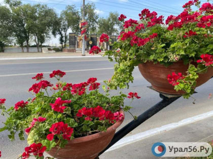 Этим летом улицы Южного округа Оренбурга украсят порядка 300 тысяч цветочных корней