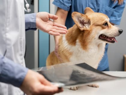 Предупреждение Россельхознадзора о контрафактном препарате «Вольфазоль»