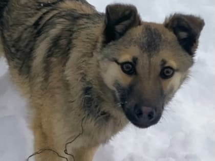 В Оренбурге спасают ещё одного щенка с петлёй на шее