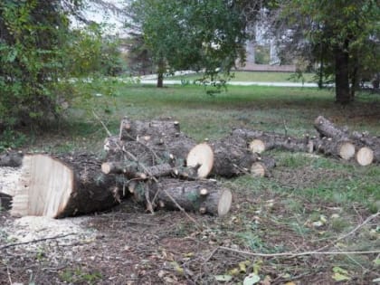 В мэрии назвали причины усыхания елей и заявили, что заменят деревья