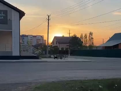 В Южном поселке Оренбурга стая собак накинулась на своего сородича