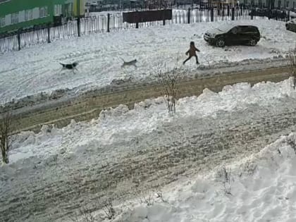 В Оренбурге возле школы на ребенка напала стая собак