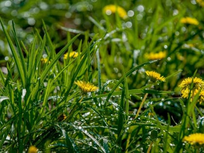 Как увеличить огуречные завязи