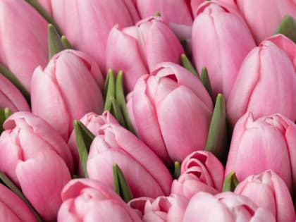 В Оренбуржье планируют инвестировать 100 млн руб. в выращивание тюльпанов