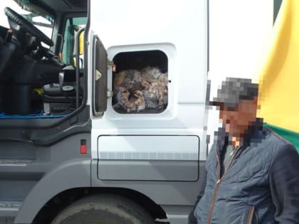 Из полицейского гаража украли рысьи шкуры