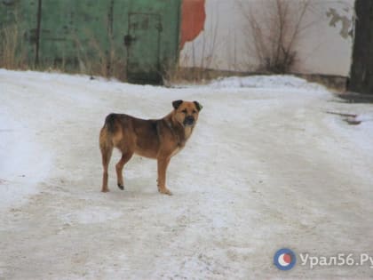 В некоторых районах Оренбургской области отменили карантин по бешенству, но Орск не в их числе