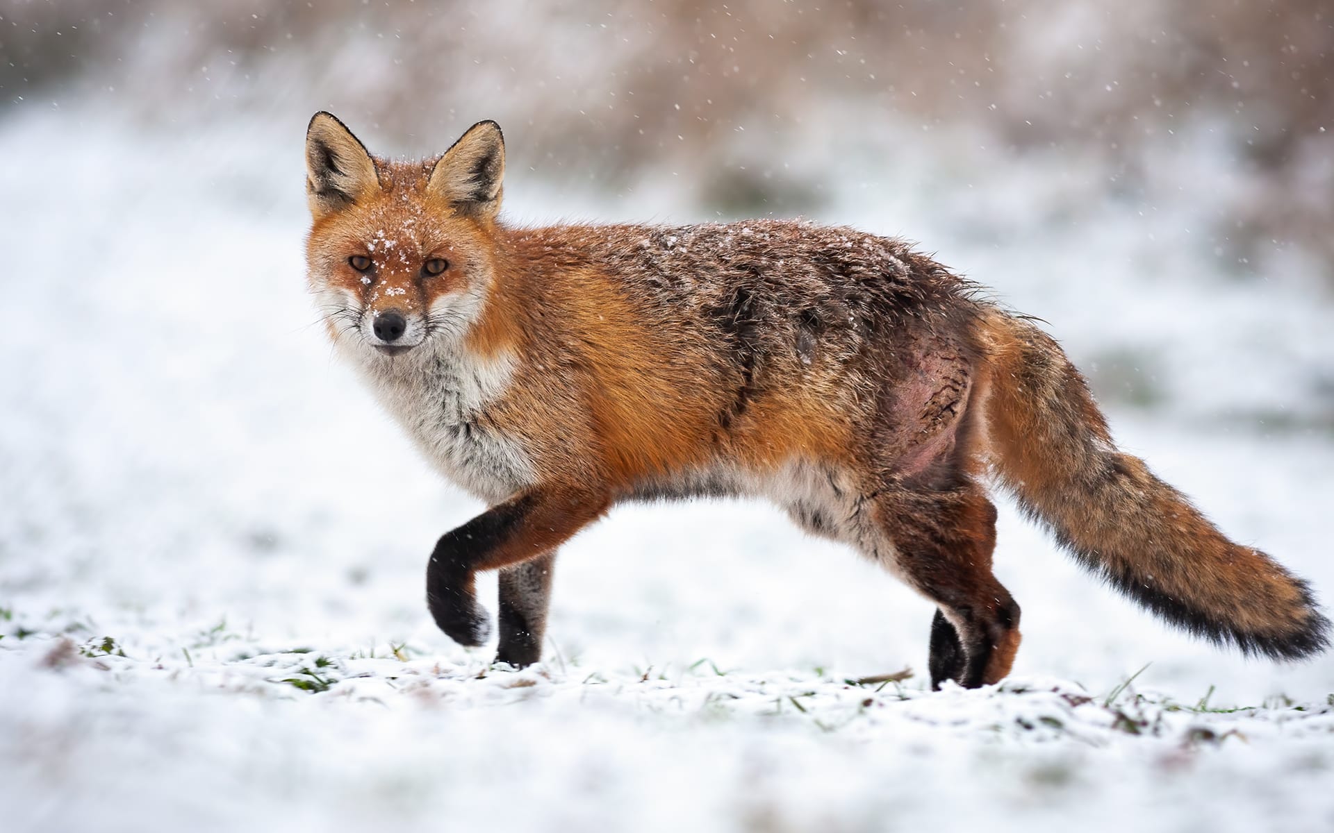 Data IQ business intelligence dashboard design