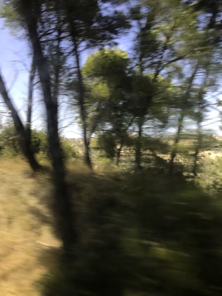 blurry trees to airport in bus on kos
