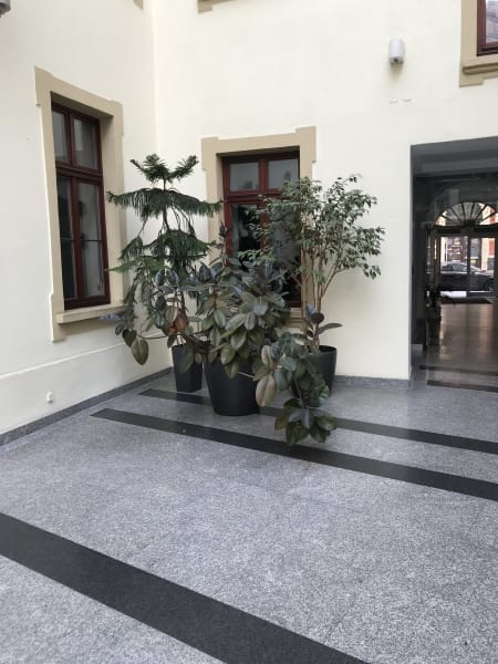 Large healthy pathos in atrium in Wrocław