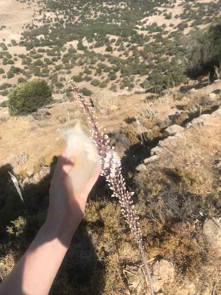 Wool puff held next to a tall flower on a mountain