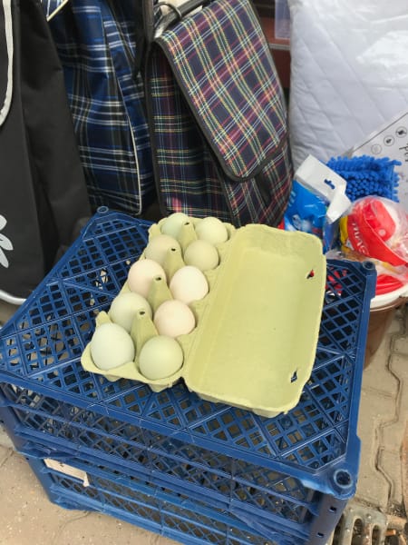 egg carton with green and blue eggs