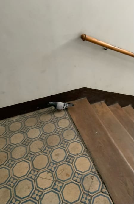 pigeon in stairwell