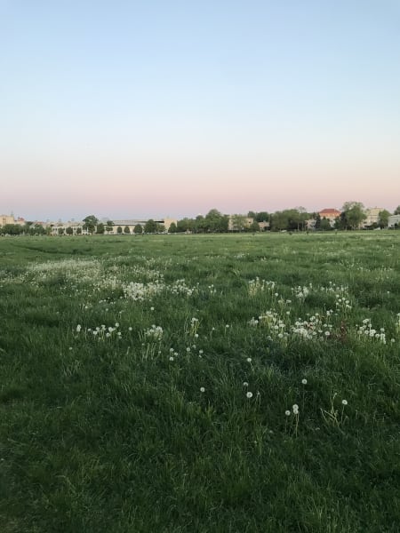 danilions in błonia