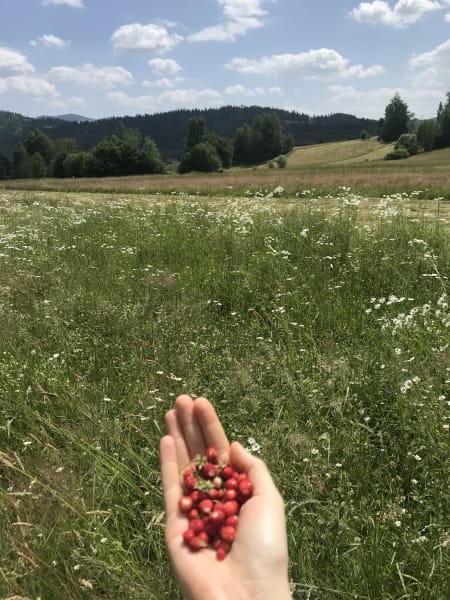 holding up poziomki i found in rabka zdroj