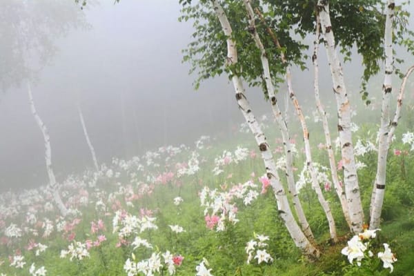 Dreamy photo showing thin white-trunked trees and a meadow with flowers