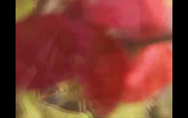 From Susan Cianciolo's Films and Collaborations 1996-2012, close up blurred shot of I think red flowers