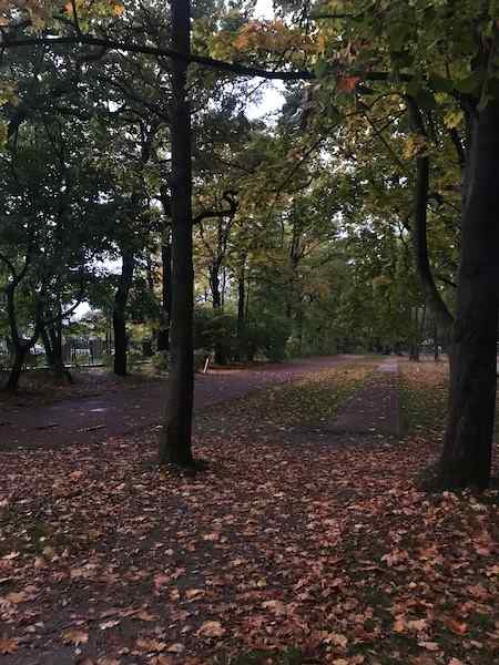 Running lanes covered in leaves by trees near sunset at park by Błonia