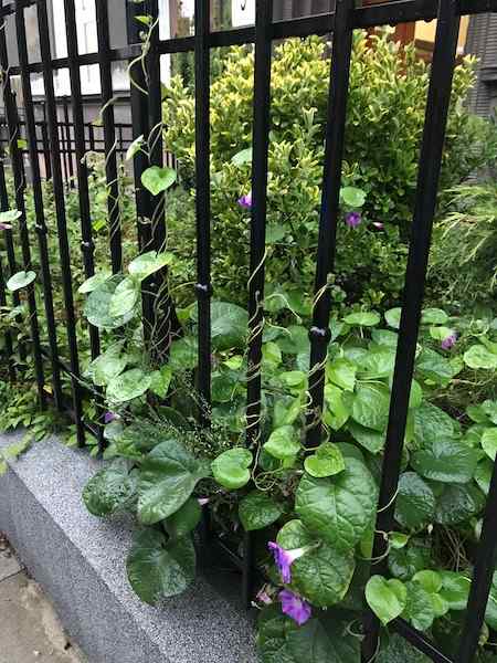 Plants twirling up a metal fence