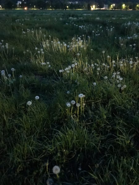 Dusk run in błonia