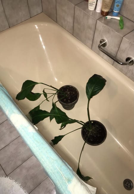 Plants in bathtub