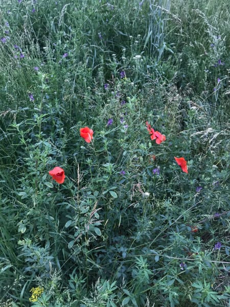 Wild poppies in błonia