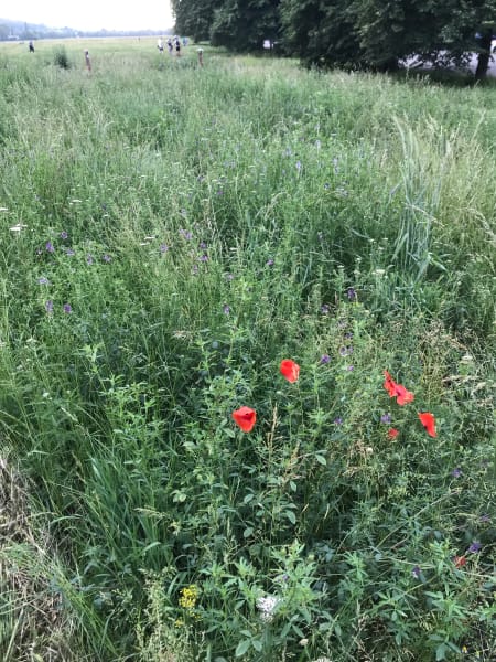 Wild poppies in błonia