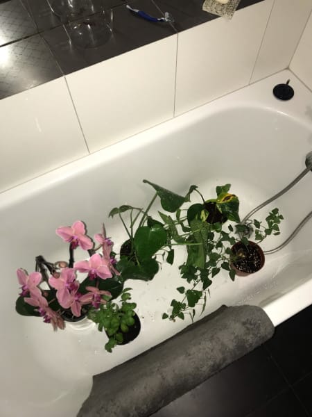 watering plants in the tub