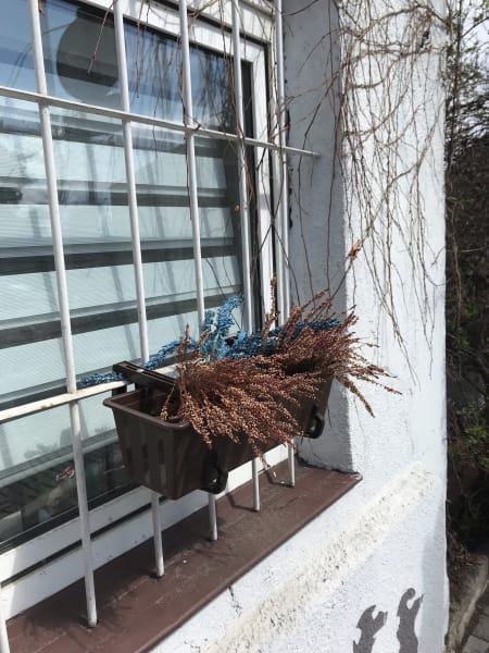 Planter box outside with brown and blue reeds