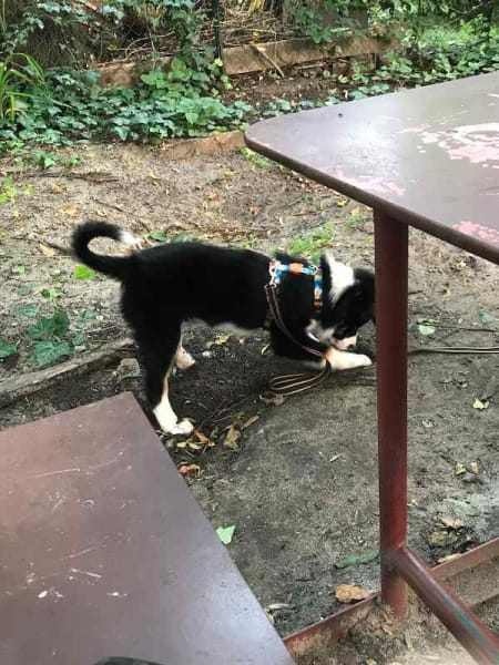 Black and white puppy in garden at cafe