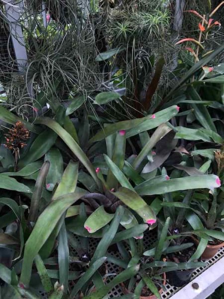 Photo from Botanic Garden of the Jagiełłonian University showing long-leaved plant (like long orchid leaves) with pink tips at the end of each leaf, like nail polish in orchid greenhouse