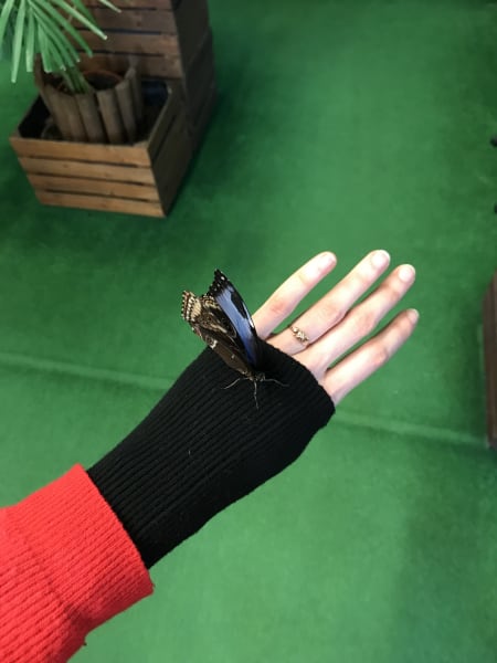 Me in motylarnia with butterly on hand