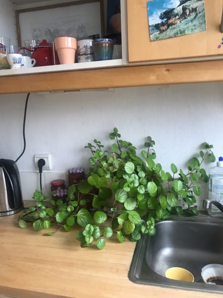 plant in kitchen at clare's apartment in paris