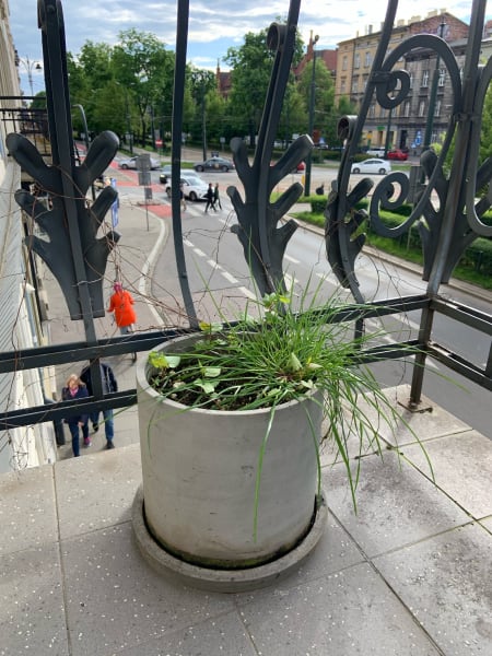 planter on balcony that has wild plants in it