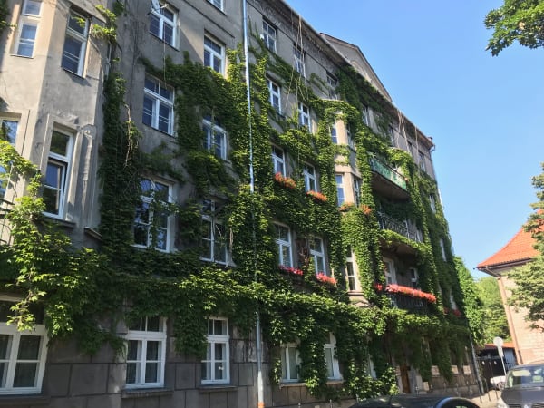 incredible vine-covered kamienica